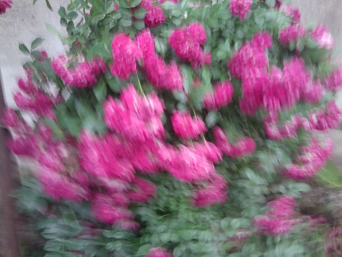 Fotografie2823 - flori de gradina 2013