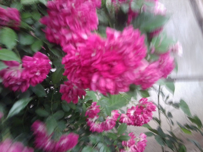 super excelsa - flori de gradina 2013
