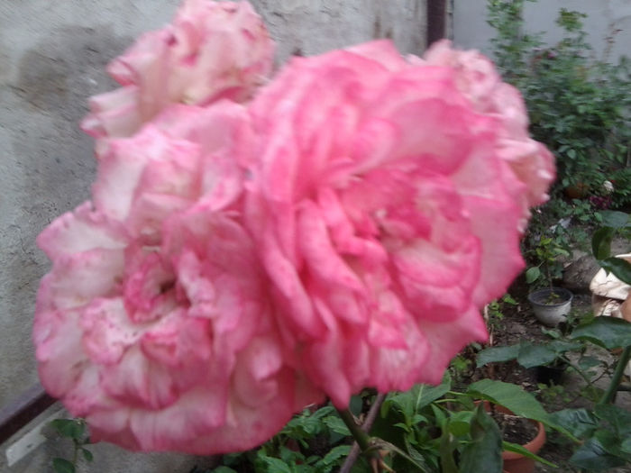 Fotografie2831 - flori de gradina 2013