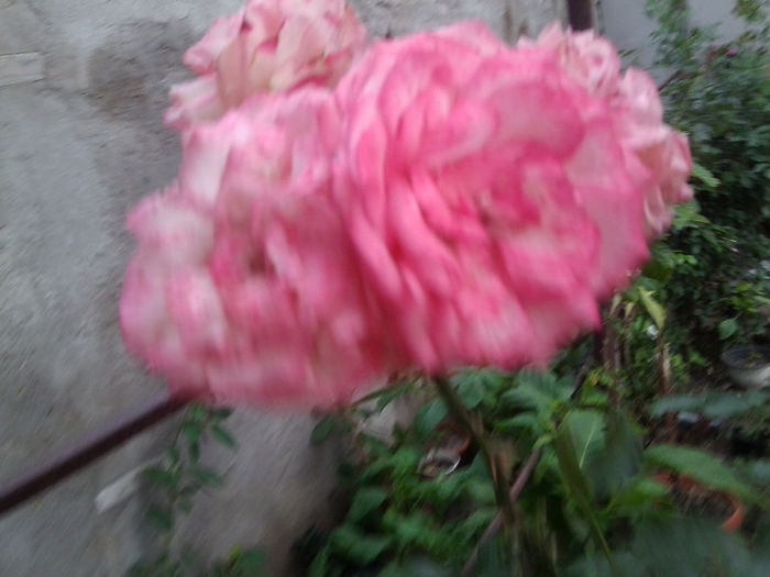 Fotografie2832 - flori de gradina 2013