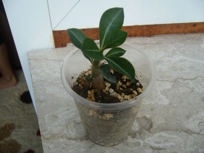 P1050690 - Adenium Obesum