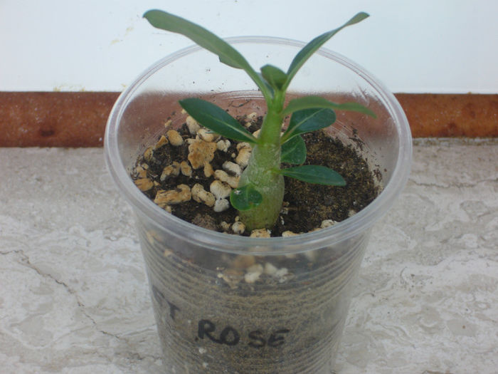 P1050694 - Adenium Obesum