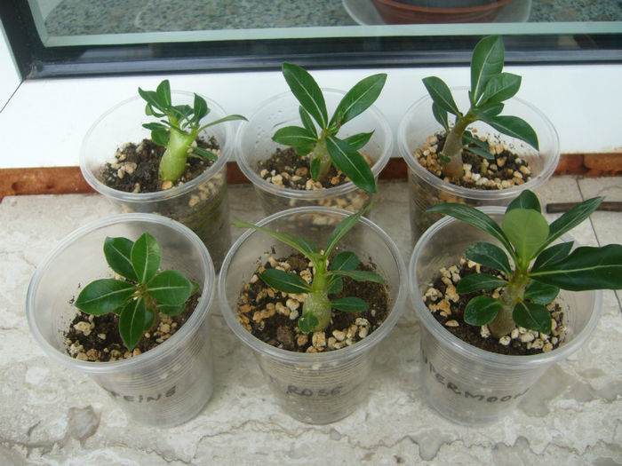 Mix adenium 1