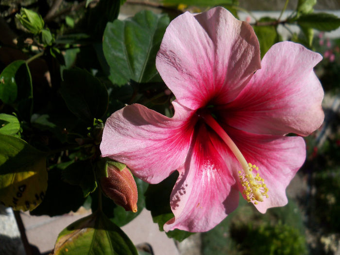 14.06.2013 - HIBISCUS 2013