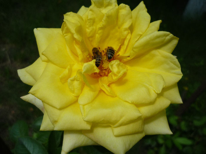 P1160815 - TRANDAFIRII adoratii mei