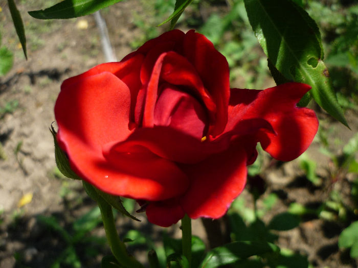 Red Berlin  - TRANDAFIRII adoratii mei