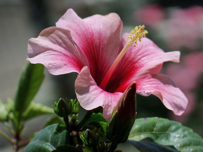 102_0925 - HIBISCUS 2013