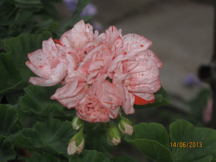 IMG_0721 - Muscatele mele 2013