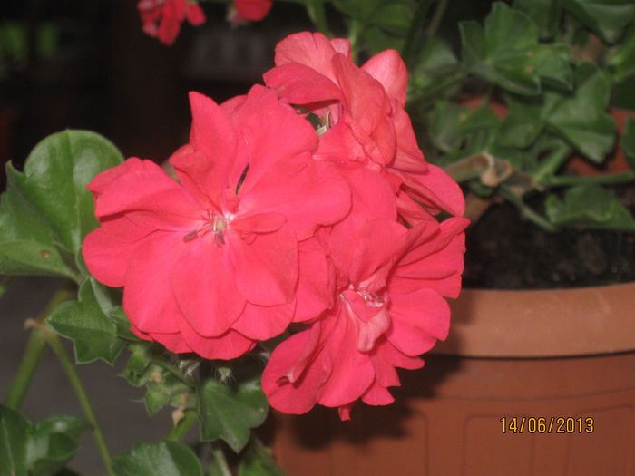 IMG_0724 - Muscatele mele 2013