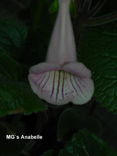  - MG s sinningia hybrids