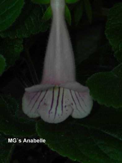  - MG s sinningia hybrids