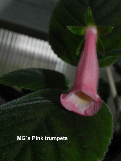  - MG s sinningia hybrids