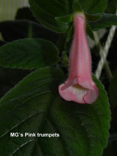  - MG s sinningia hybrids