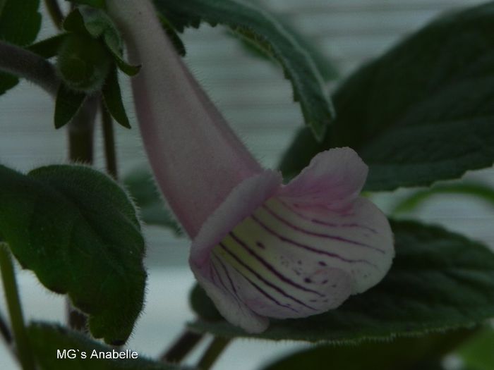  - MG s sinningia hybrids