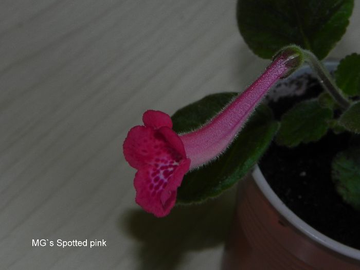  - MG s sinningia hybrids