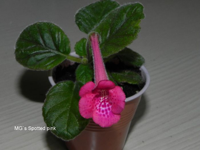  - MG s sinningia hybrids