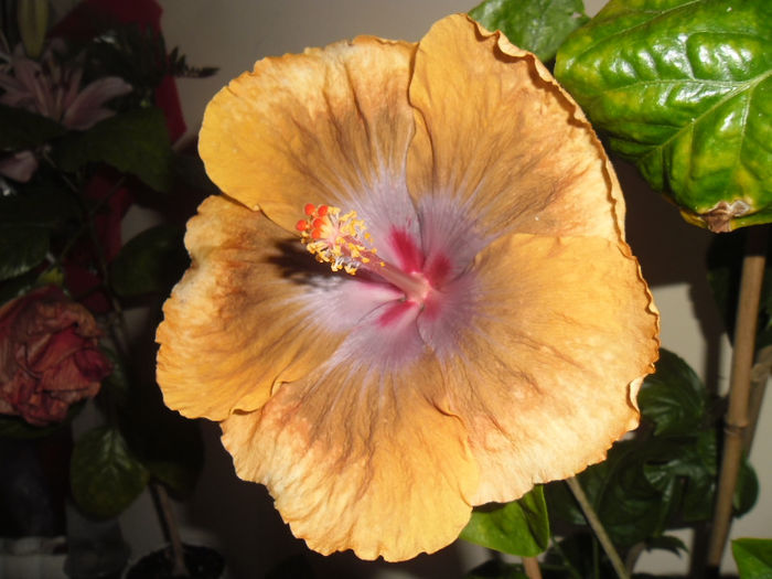 Tahitian Sophistication - Hibiscus 2013 -1