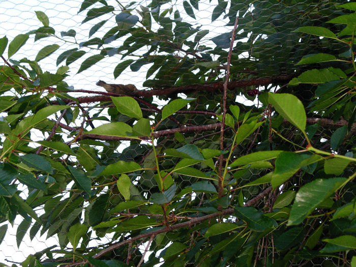 pui florinte 14.06.2013