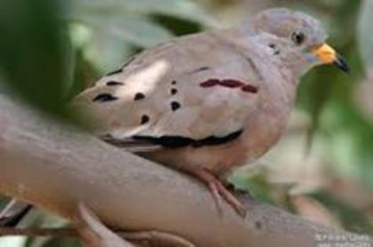 turturica de peru - cumpar femela turturica de peru