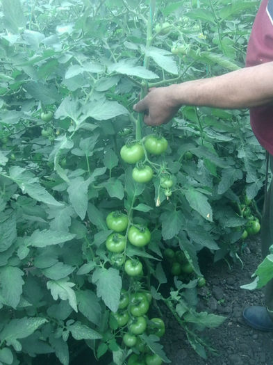 Photo0472; scoala pentru cei interesati: dupa 4-5-6 inflorescente ,la alegere, se carneste planta; va urma.....
