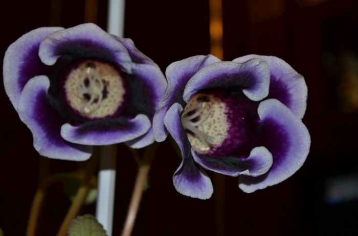 Kaiser Wilhelm - Gloxinii 2013