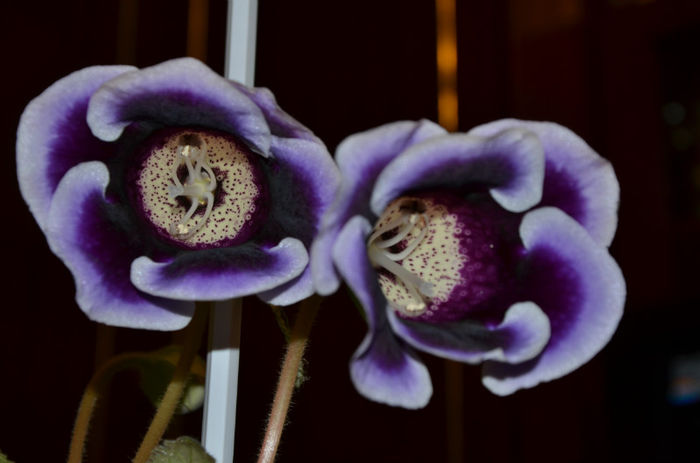 Kaiser Wilhelm - Gloxinii 2013