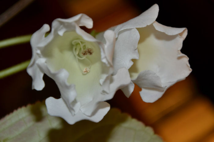 Mont Blanc Nikolici - Gloxinii 2013