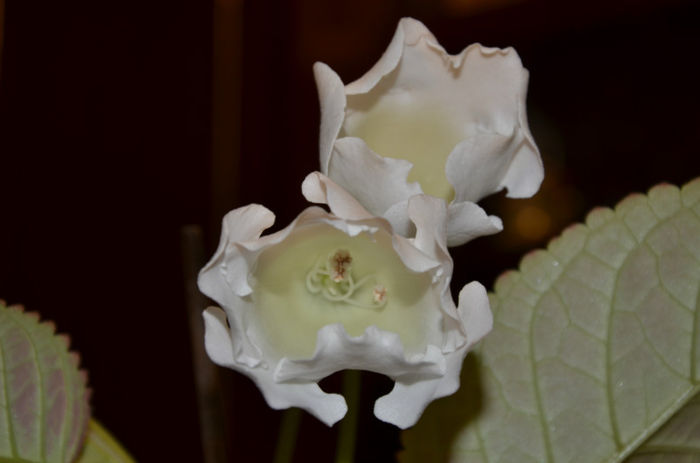 Mont Blanc - Gloxinii 2013