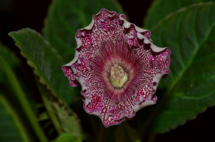 Vishnevaja Metel - Gloxinii 2013