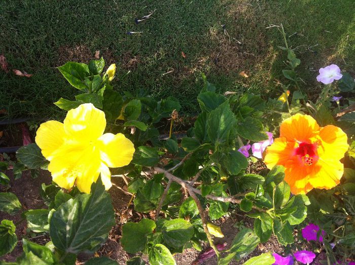 344 - G-flori si Egipt-mai mult flori