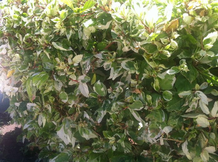 hibiscus Snow Queen / Cooperi