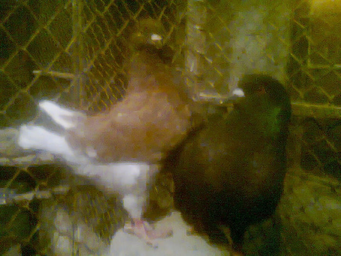 KIMGI; femela neagra 80  ron
