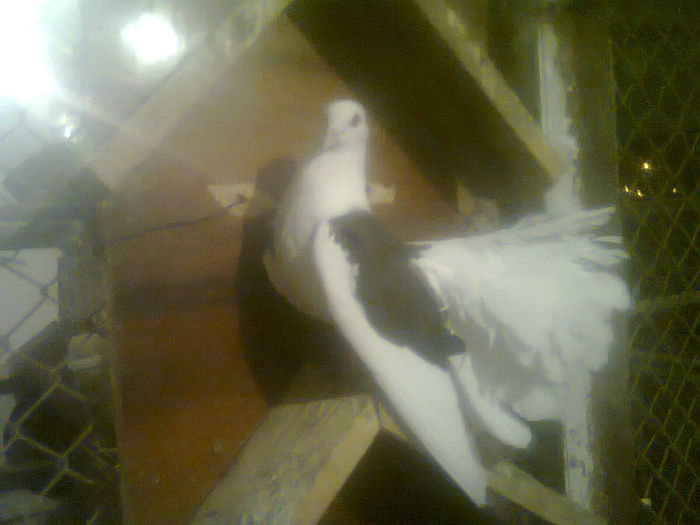 pui voltat  pe negru