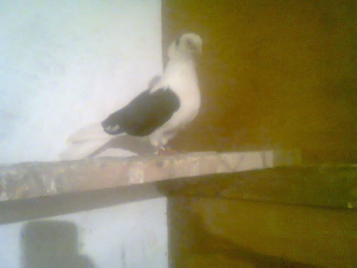 jucator  constanta  cazaca