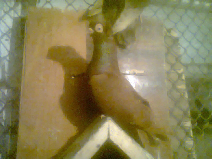 jucator  de  CT rosu