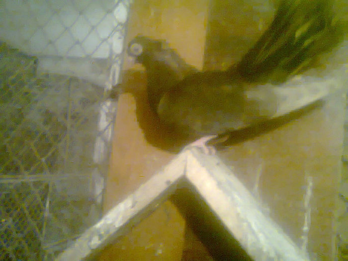 jucator  trenat  de bulgaria