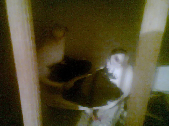 jucatori  de  constanta cazaci