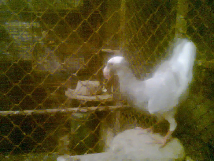 pui  sim cu capul alb