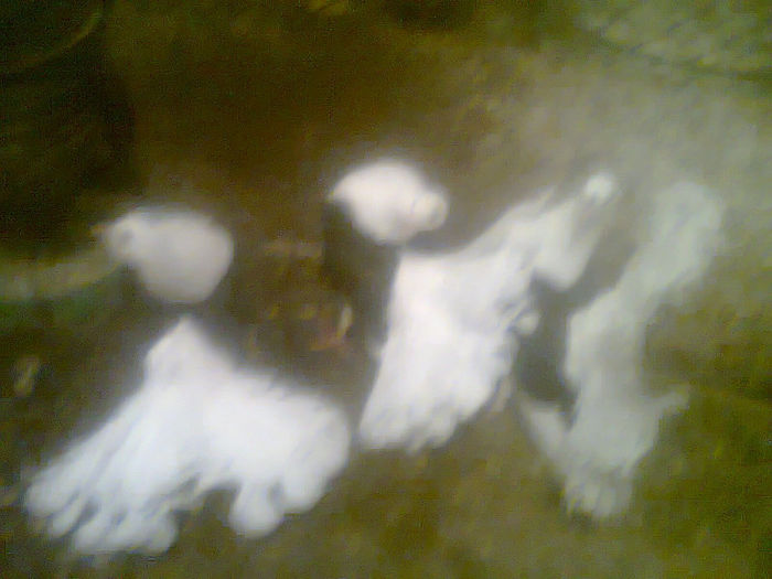 pui  capaciti 3 bucati