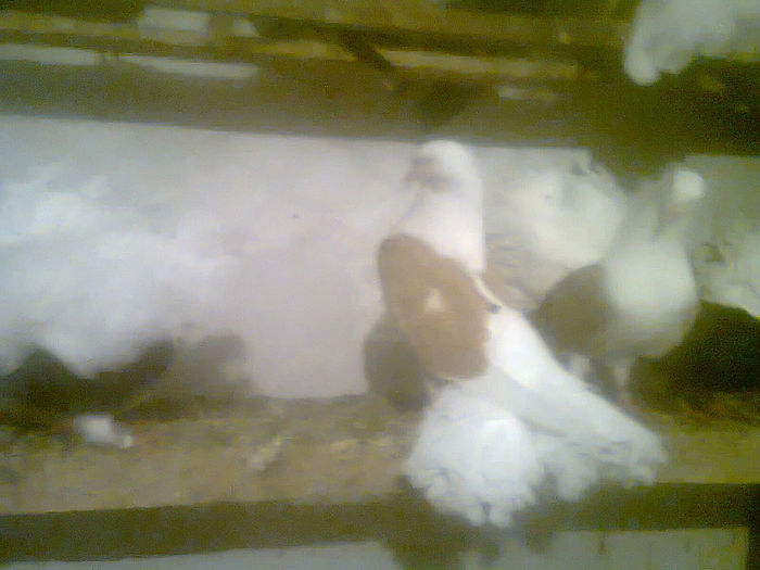 pui  voltatipe galben