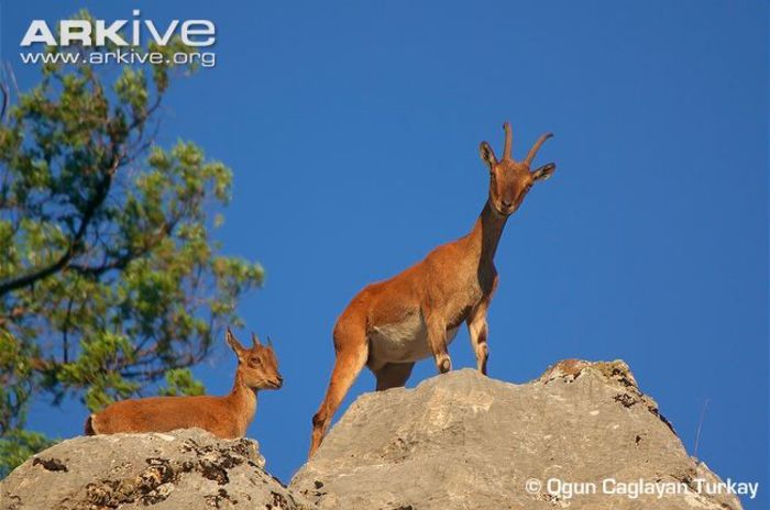 Adult-female-wild-goat-with-juvenile - x95-Capra salbatica