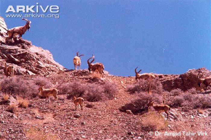 Chiltan-goat-family-group - x95-Capra salbatica
