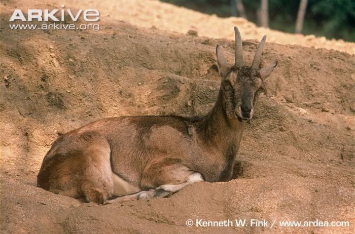 Female-bezoar-wild-goat - x95-Capra salbatica