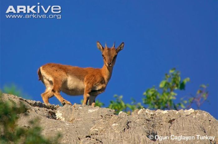 Juvenile-female-wild-goat - x95-Capra salbatica