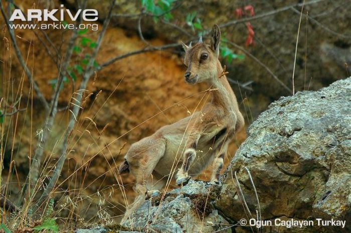 Juvenile-female-wild-goat-climbing-over-rocks