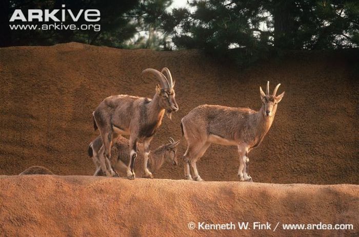 Male-and-female-bezoar-goats - x95-Capra salbatica
