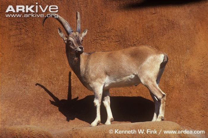 Male-bezoar-wild-goat - x95-Capra salbatica