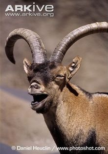 Male-Pyrenean-ibex-bleating - x95-Capra salbatica