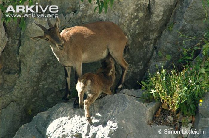 Spanish-ibex-female-suckling-young - x95-Capra salbatica