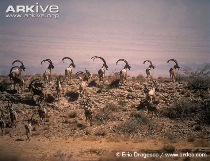 Turkmen-wild-goat-bachelor-herd - x95-Capra salbatica